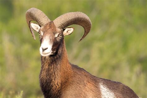 European Mouflon Wild Sheep Photo Art Print Poster 24x36 Inch Ebay