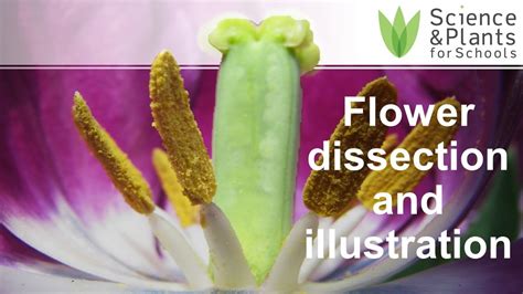 Flower Dissection Lab Activity Answers Best Flower Site