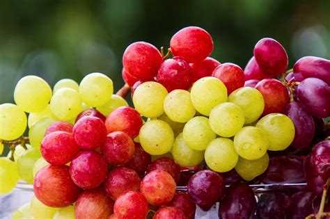 Tipos De Uvas Para Los Mejores Vinos Bodegas De Andalucía