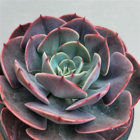 Echeveria Museli 150 DK Succulents Korea Rare Korean Succulents