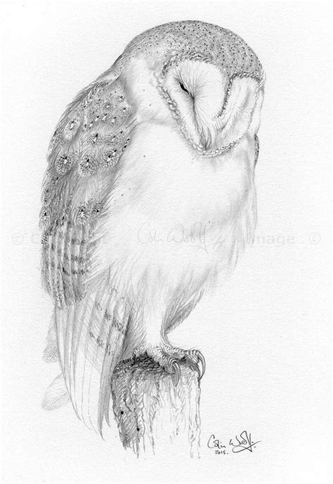 Pencil Drawings Of Barn Owls