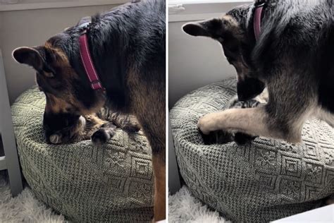 German Shepherd Begs For Cat Friend But It Backfires Was Not Gentle