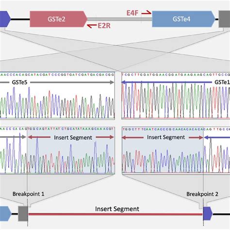 Identification Of Duplication Breakpoints Through Inverted PrimerPCR