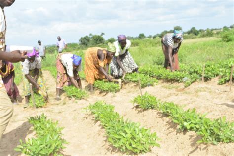 2023 Budget Farmers To Benefit From Ghana Agricultural Insurance Scheme Myjoyonline