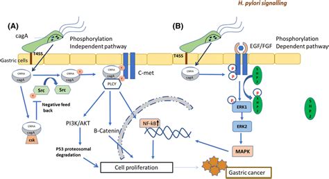 Phosphorylation Dependent And Independent Pathway Through CagA CagA