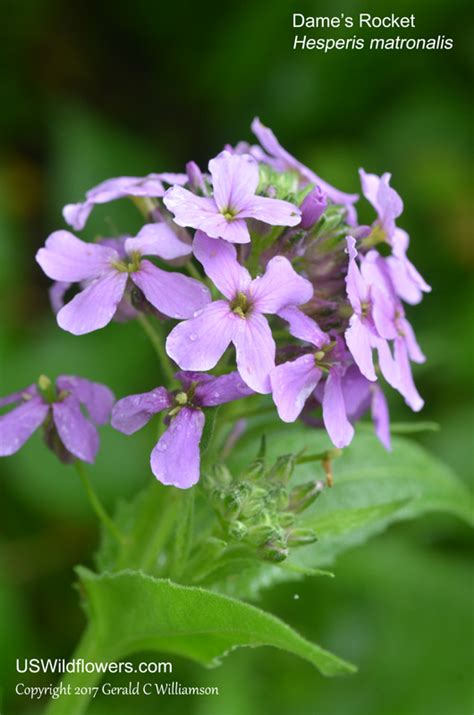 US Wildflower - Dame's Rocket, Damask Violet, Night-scented Gilliflower ...