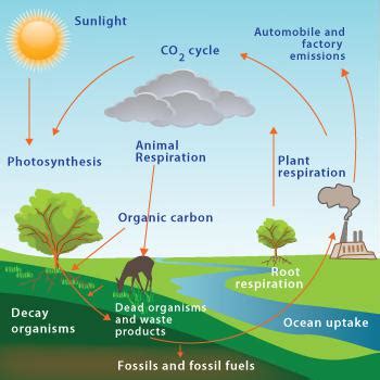 Biogeochemical Cycles