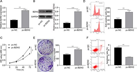 Effect Of BZW2 Overexpression On MM Cell Progression U266 Cells Were