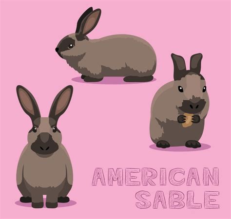 8 American Sable Rabbit Images Stock Photos 3d Objects And Vectors