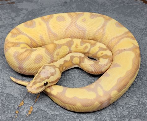 Fire Pastel Enchi Coral Glow Gravel Yb 100 Het Clown Ball Python By Mirko Bandl Morphmarket