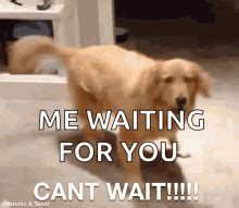 Excited Dog GIFs | Tenor