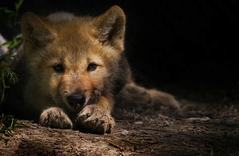 Silent summer: No wolf pup yips heard on Isle Royale | Ars Technica