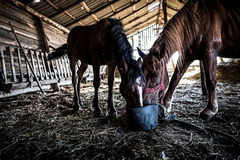 Espérance de vie des chevaux Cheval de Rêve