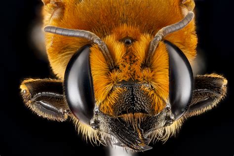 Five Awesome Big Bee Faces Earth Earthsky