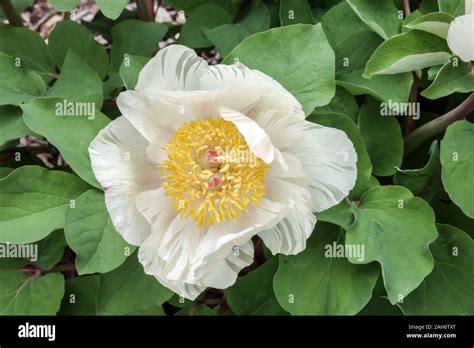 White Peony Mlokosewitschii Paeonia Daurica Stock Photo Alamy