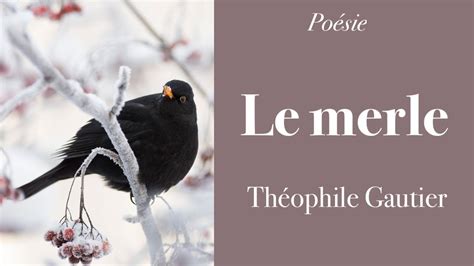 Poésie Le merle Théophile GAUTIER French Poem YouTube