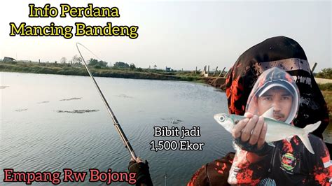 Info Perdana Mancing Ikan Bandeng Terbaru Empang Rw Bojong YouTube