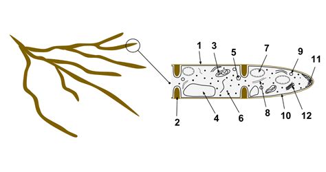 Hyphal Knots Vs Primordia Golfleader