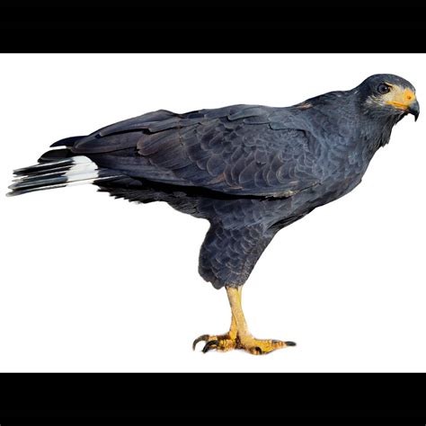 Common Black Hawk | Buteogallus anthracinus | Species Guide | Birda