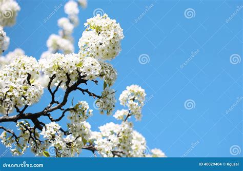 Blossom Of Bird Cherry Or Prunus Padus White Flowers Stock Photo