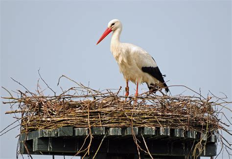 Ooievaar Op Nest Hjr Foto And Video Blog