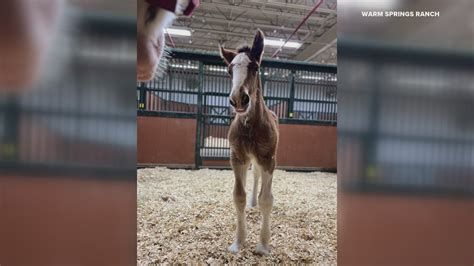 Meet the newest Budweiser Clydesdale | wtsp.com