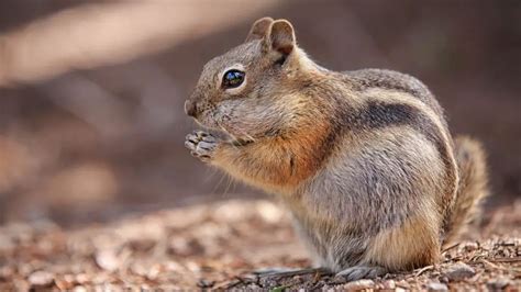 How To Get Rid Of Chipmunks In Your Yard 9 Natural Ways