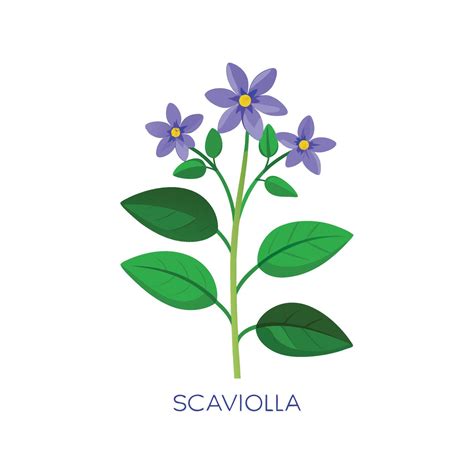 Charming Scaevola Fan Flower Artwork 57393404 Vector Art at Vecteezy