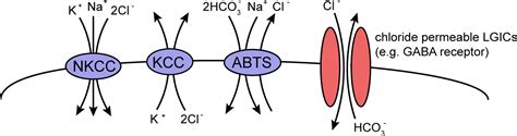 The Neuronal Genome Of Caenorhabditis Elegans