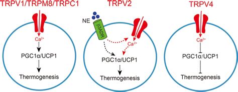 Frontiers Involvement Of TRP Channels In Adipocyte Thermogenesis An