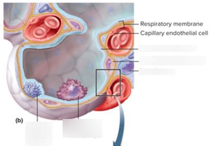 Alveolus Diagram Quizlet