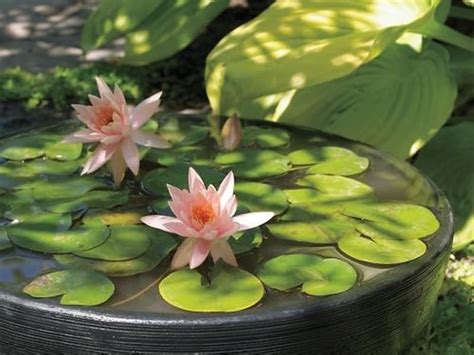 Easy Guide To Growing Water Lilies In Your Garden Or Patio