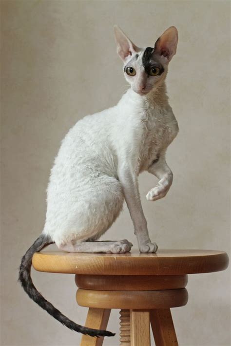 Cornish Rex Cat Breeds Beautiful Cats Rex Cat