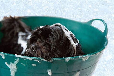 7 Great DIY Dog Bathtubs You Can Construct Today (with Pictures) | Hepper