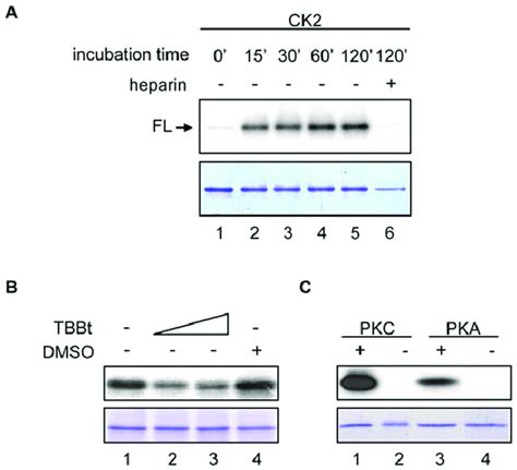 In Vitro Kinase Assay Of Smhmgb1 Phosphorylation A One Mg Of The