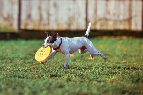 C Mo Lograr Entrenar A Tu Perro Al Igual Que Un Experto