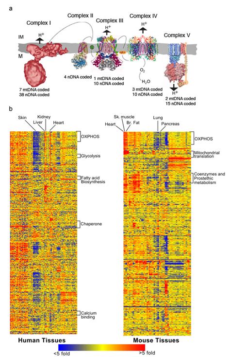 Co Expression Of Nuclear Coded Mitochondrial Genes A Schematic