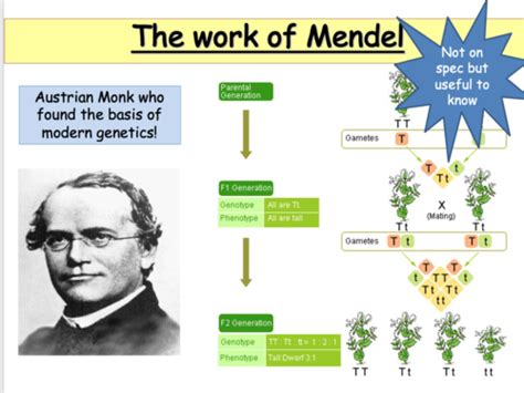 Gcse Biology Genetic Inheritance Inheritance In Action B64 Teaching Resources