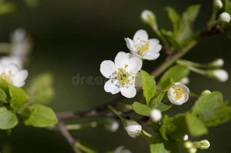 Prunus Cerasus Flowering Tree Flower Beautiful White Petals Tart Dwarf