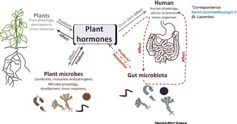 Pdf Plant Hormones Key Players In Gut Microbiota And Human Diseases