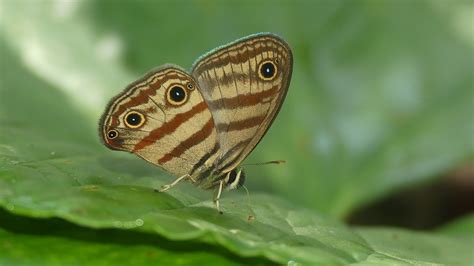 Euptychia Granatina Ec Napo Wildsumaco Reserve Flickr