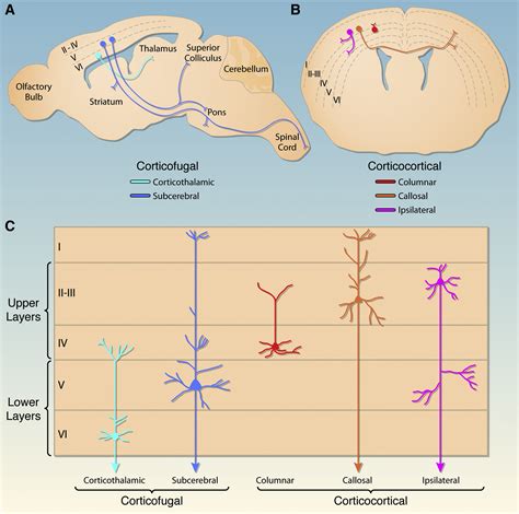 Shaping Our Minds Stem And Progenitor Cell Diversity In The Mammalian