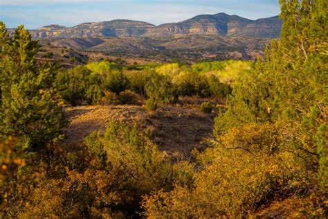 Feral Cows In New Mexico Under Kill Order Because Of Ongoing