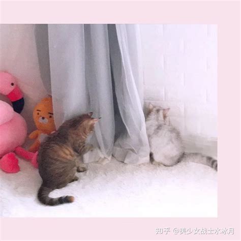 养一只猫好还是两只猫好？ 知乎