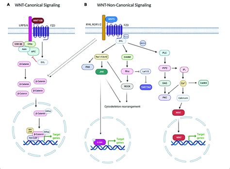 Wnts Can Signal Through A Catenin Dependent Or Canonical Wnt