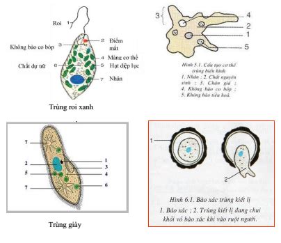 Lý thuyết Đặc điểm chung và vai trò thực tiễn của động vật nguyên sinh sinh 7