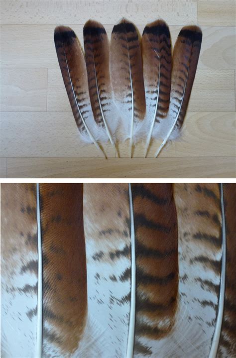 Birdworlds - Red tailed hawk tail feathers(left) & Snowy owl...