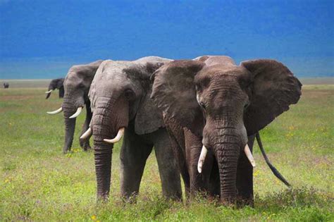 Tanzania Midrange Safari Packages Golden Trips Tanzania