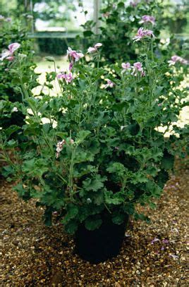 Pelargonium Citriodorum Lemon Scented Leaves