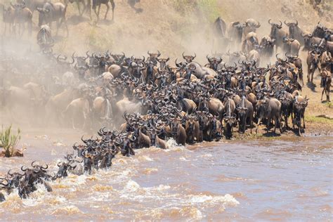 Days Wildebeest Migration Crossing Mara River Safari